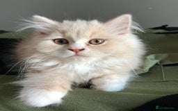 British Longhair cats for sale: British longhair kittens for sale - Image 2