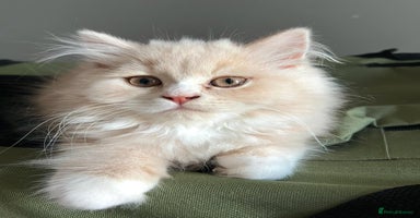 British Longhair cats - Advert 2