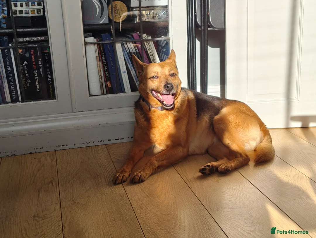 Mixed Breed dogs for adoption: Tiana needs a forever home. Currently in Bristol  in Bristol - Advert 2