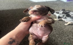 Mixed Breed dogs for sale: Girl chiweenie  - Image 4