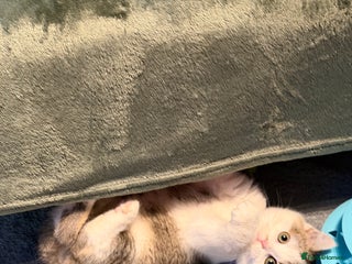 British Shorthair cats British shorthair Golden kittens TICA - Advert 13