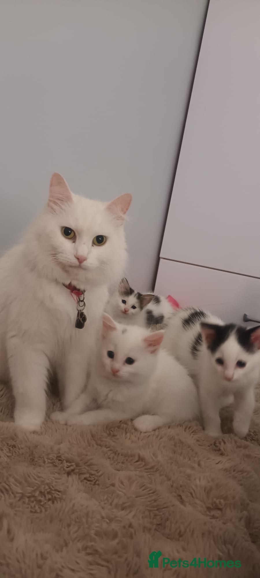 Mixed Breed cats Beautiful Boys for sale (1 w/ heterochromia) - Advert 2