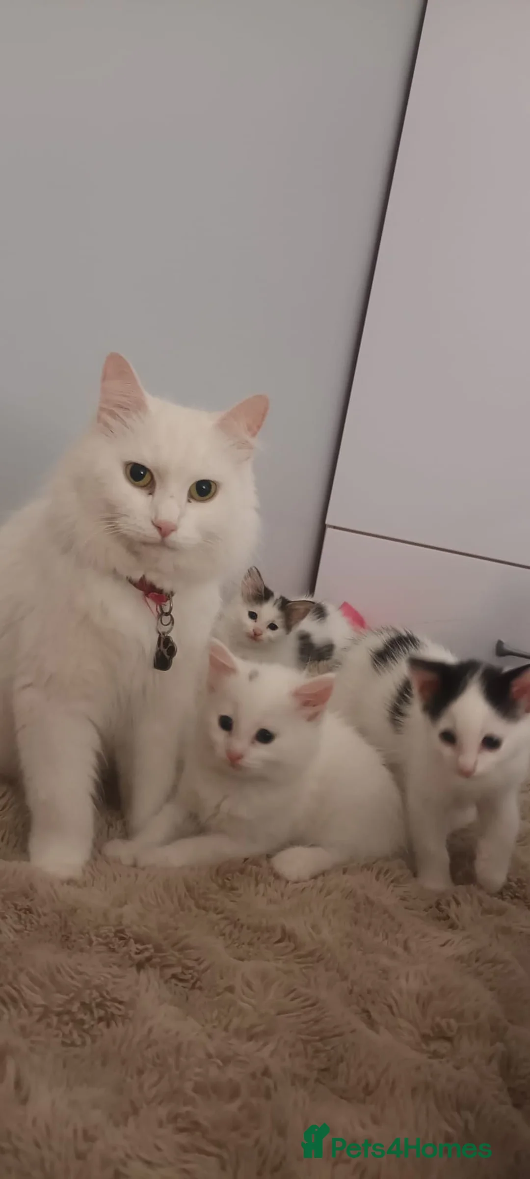 Mixed Breed cats for sale: Beautiful Boys for sale (1 w/ heterochromia) - Advert 1