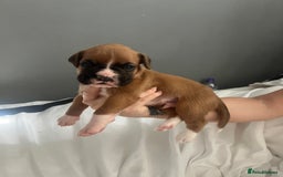 Boxer dogs for sale: BOXER PUPPIES FOR SALE!! - Image 5