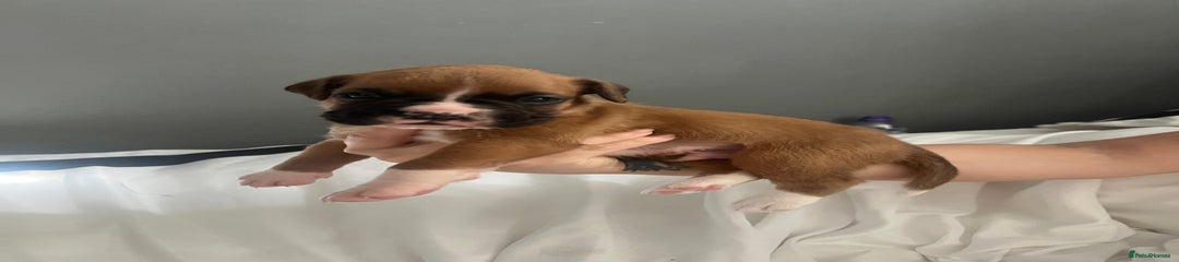 Boxer Puppy 5