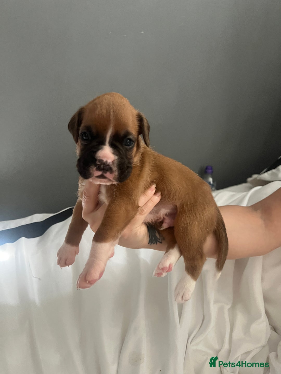 Boxer dogs for sale: BOXER PUPPIES FOR SALE!! - Image 5
