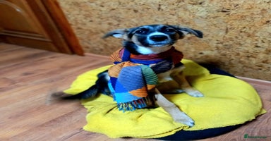 Mixed Breed dogs ❤️🐶Busia- 6 month lower-medium girl ❤️🐶 - Advert 9