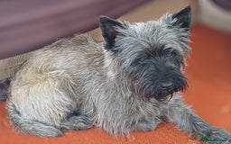 Cairn Terrier dogs for stud: Champion bloodline, KC registered Cairn for stud. in Hope Valley - Image 5
