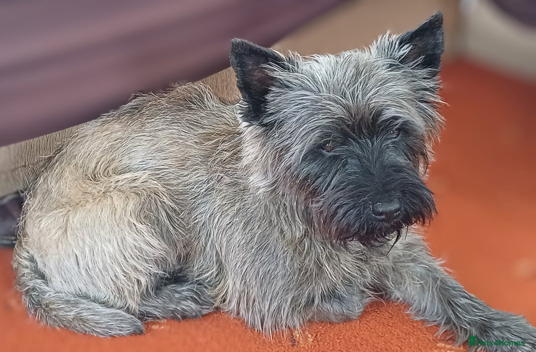 Cairn Terrier dogs for stud: Champion bloodline, KC registered Cairn for stud. in Hope Valley - Image 5