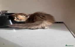 Scottish Fold cats for sale: 1 fold 2 straight Scottish darlings  - Image 15