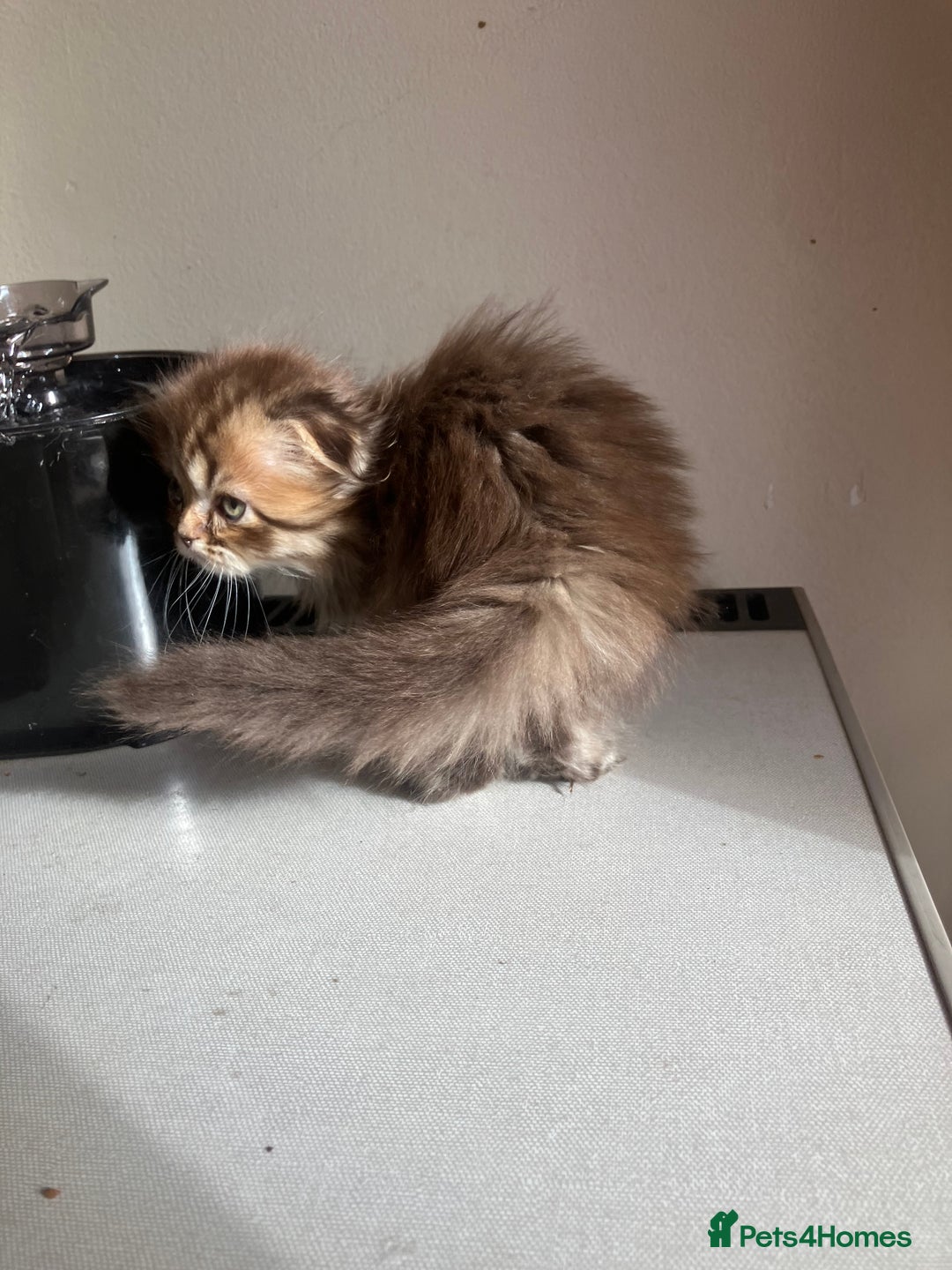 Scottish Fold cats for sale: 1 fold 2 straight Scottish darlings  - Image 15