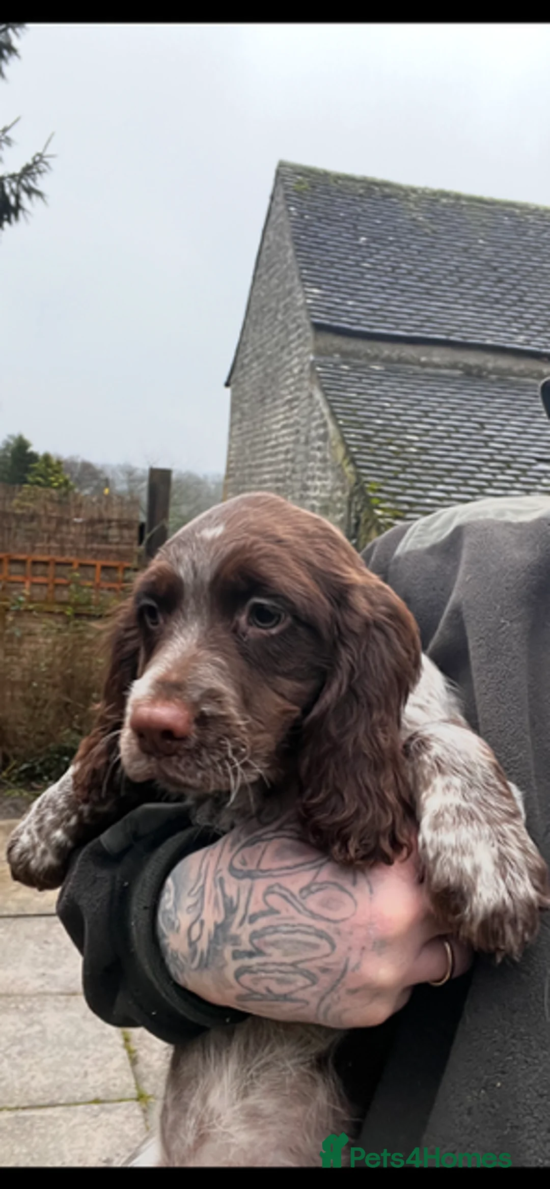 Sprocker dogs for sale: Sprocker Puppies for sale - Advert 3