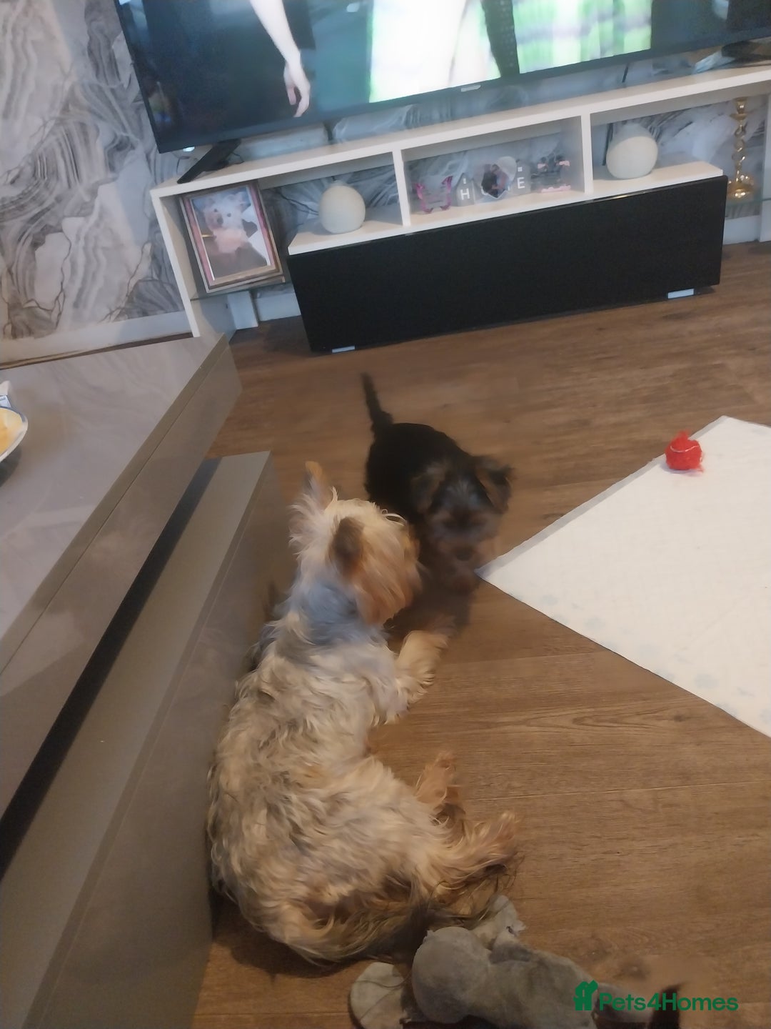 Yorkshire Terrier dogs for sale: Puppies  - Image 5