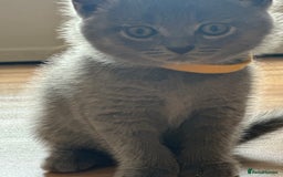 British Shorthair cats for sale: 🐾 Adorable British Shorthair Blue Kittens 🐾 - Image 4