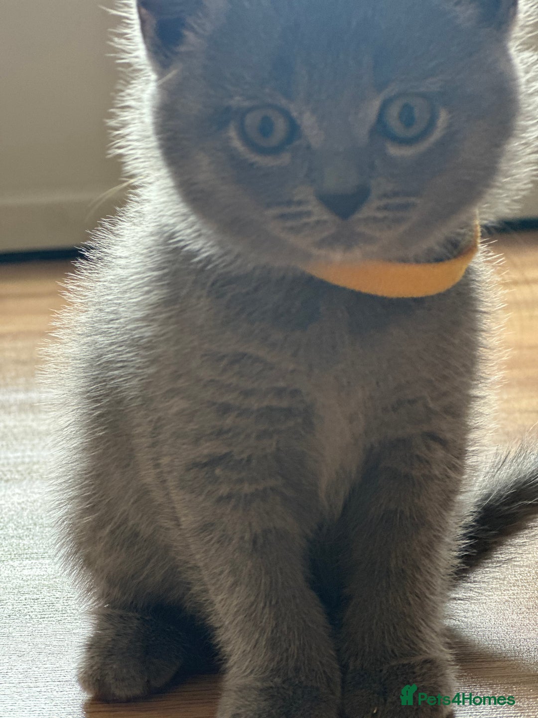 British Shorthair cats for sale: 🐾 Adorable British Shorthair Blue Kittens 🐾 - Image 4