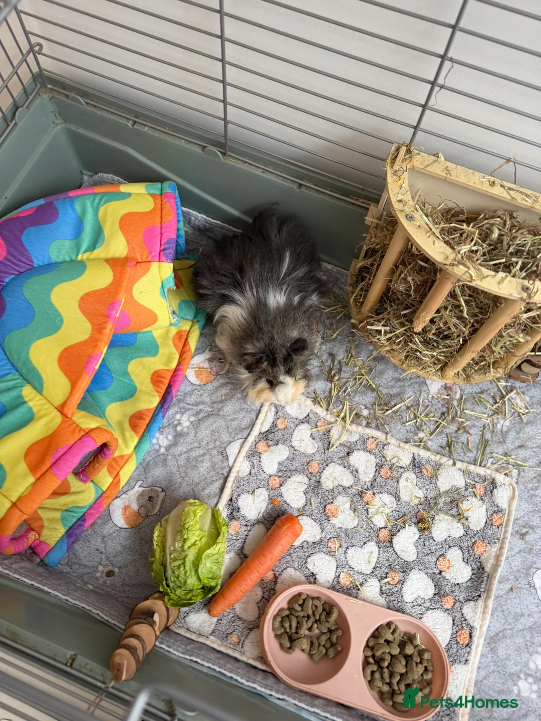 Guinea Pig rodents for sale: Two guinea pigs for sale with full set up  - Advert 4