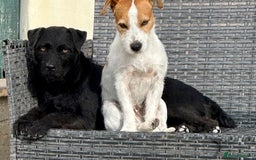Patterdale Terrier dogs for sale: Patterdale terrier rehoming - Image 4