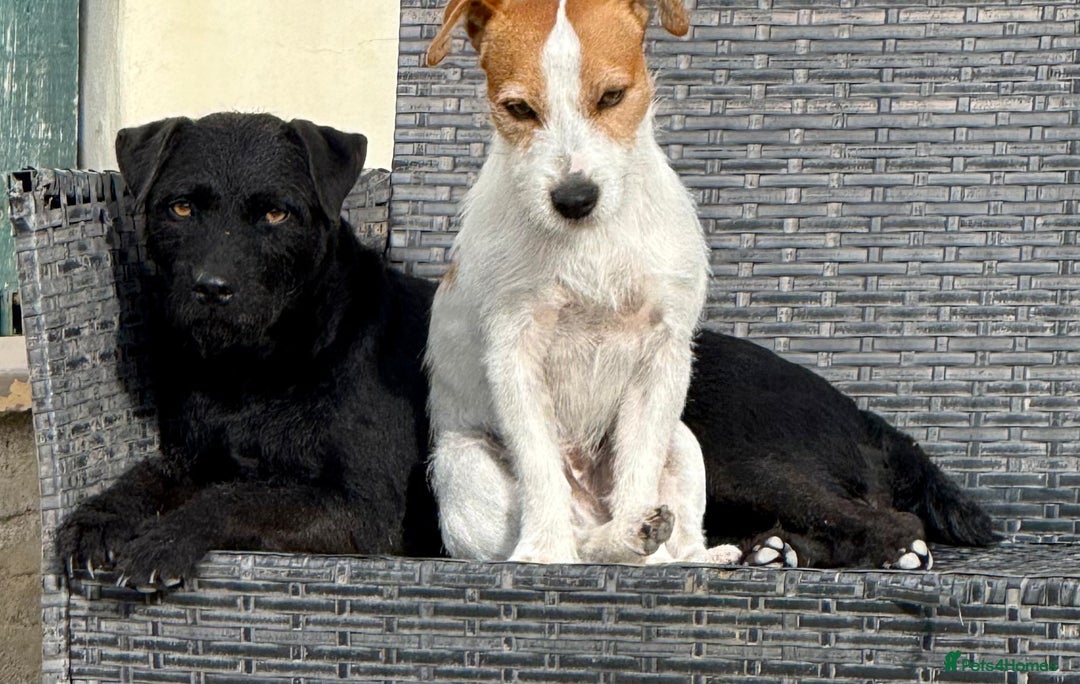 Patterdale Terrier dogs for sale: Patterdale terrier rehoming - Image 4