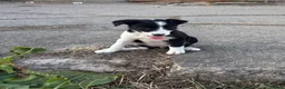 Border Collie dogs for sale: Beautiful pups - Advert 11