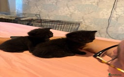 Mixed Breed cats for sale: 4 beautiful mixed kittens  - Image 4