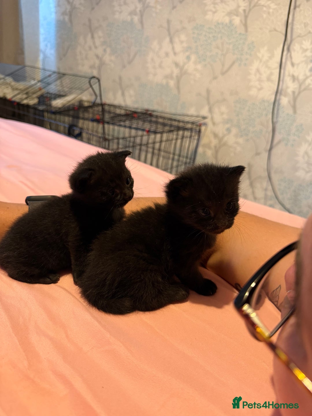 Mixed Breed cats for sale: 4 beautiful mixed kittens  - Image 4