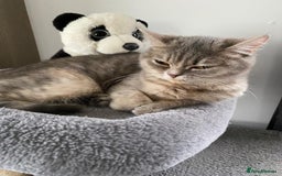 British Shorthair cats for sale: British Shorthair - Image 4