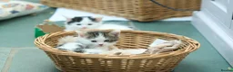 Ragdoll cats for sale: Adorable, Affectionate Part Ragdoll Kittens - Advert 20