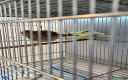 Canaries birds for sale: Canary - Image 2