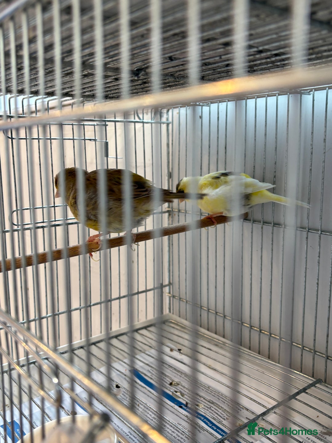 Canaries birds for sale: Canary - Image 2