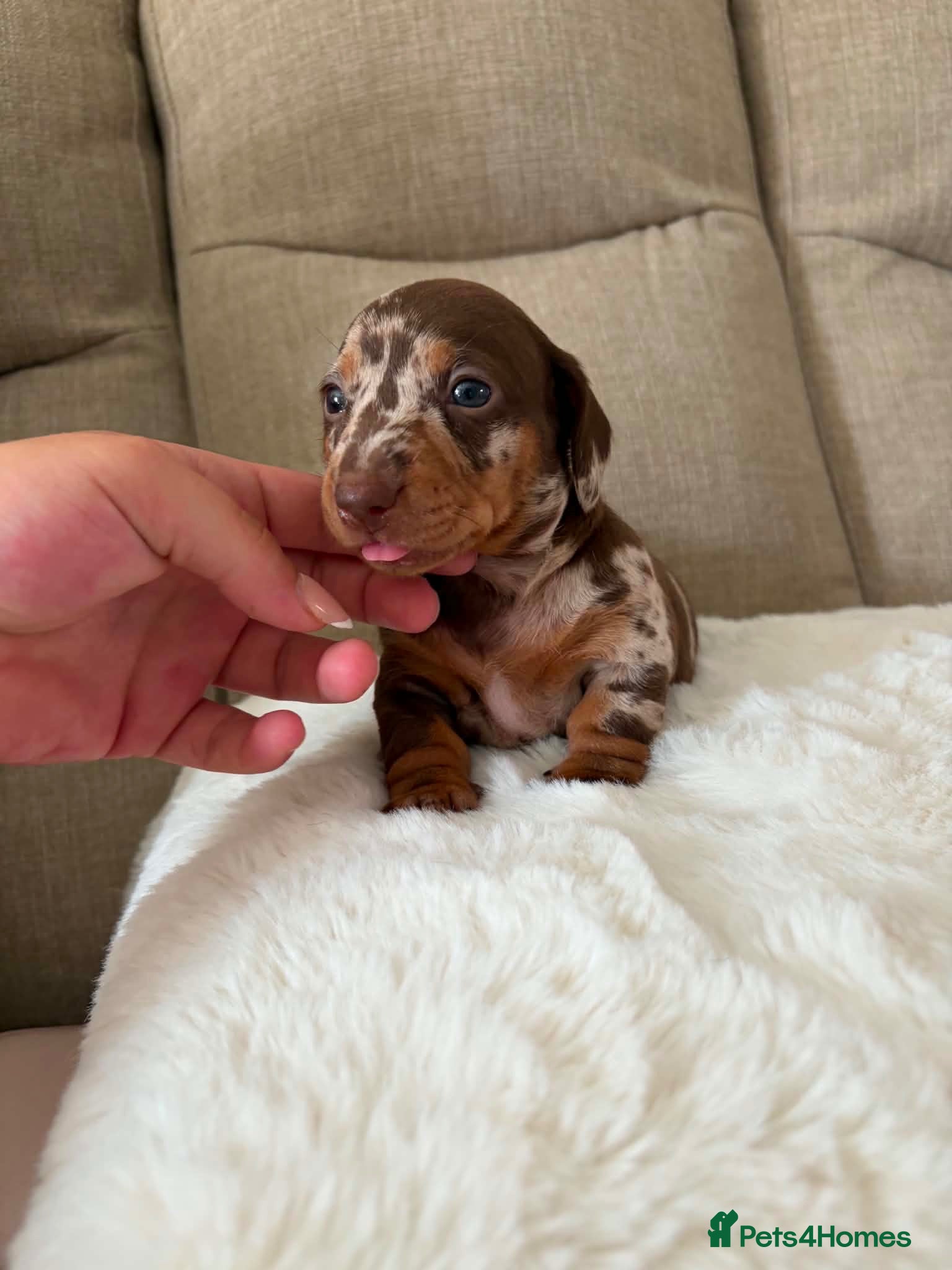 Miniature Dachshund dogs True miniature dachshunds  - Advert 13