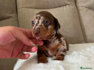 Miniature Dachshund dogs True miniature dachshunds - Advert 13