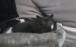 Mixed Breed cats for sale: Mixed breed kittens ready now.  - Image 28