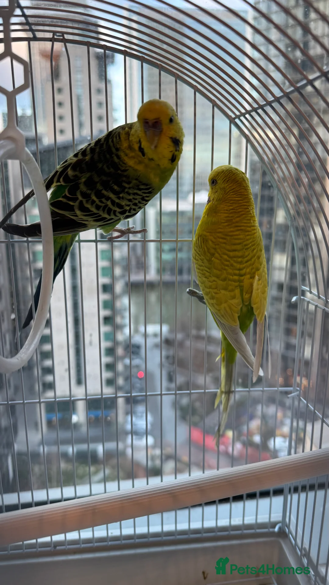 Budgerigars birds for sale: Bonded pair of budgies - Advert 4