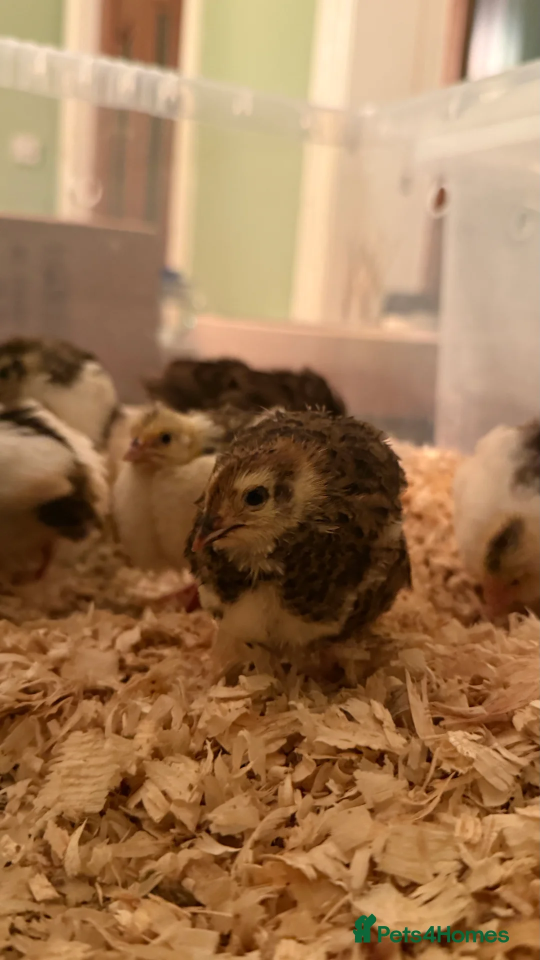 Quail poultry for sale: 🩵Celadon Coturnix quail chicks 💙 - Advert 11