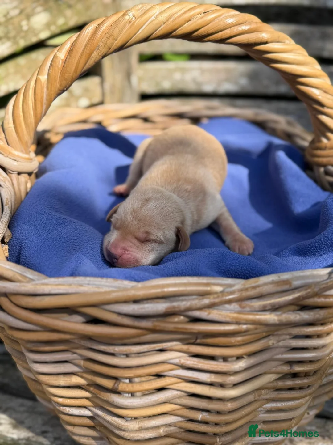 Labrador Retriever dogs for sale: 1st Class ⭐️⭐️⭐️⭐️⭐️ Licensed - Advert 8