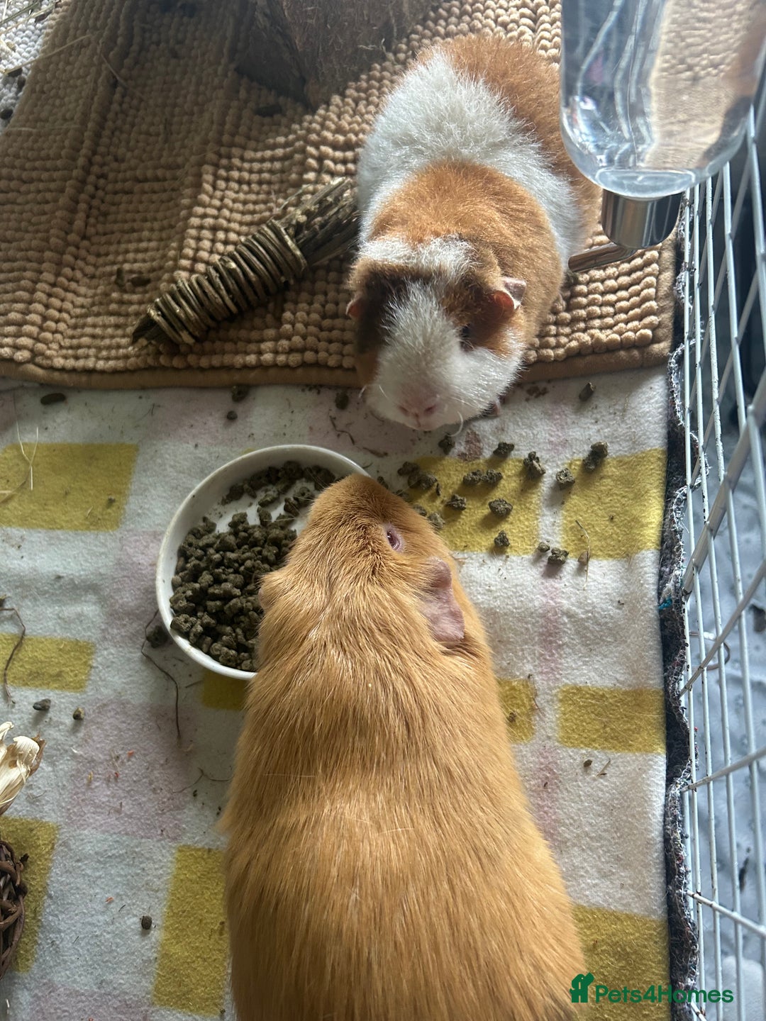Guinea Pig rodents for sale: Male teddy pig - Advert 3