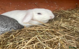 Mini Lop rabbits for sale: pure breed mini lops for sale - Advert 2