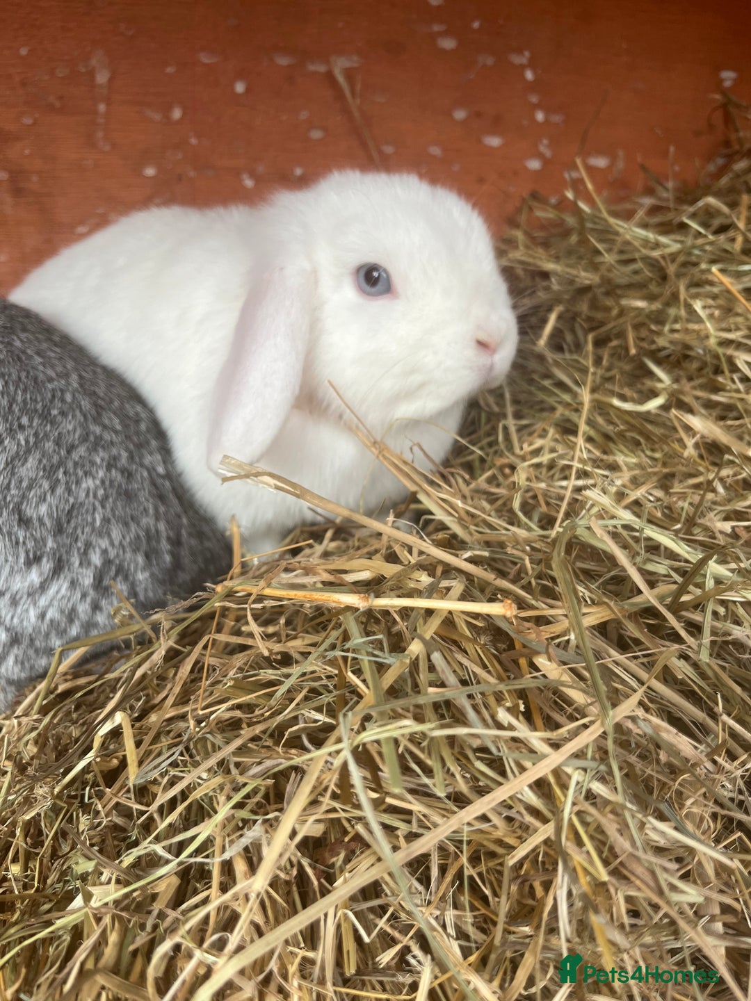 Mini Lop rabbits for sale: pure breed mini lops for sale - Advert 2