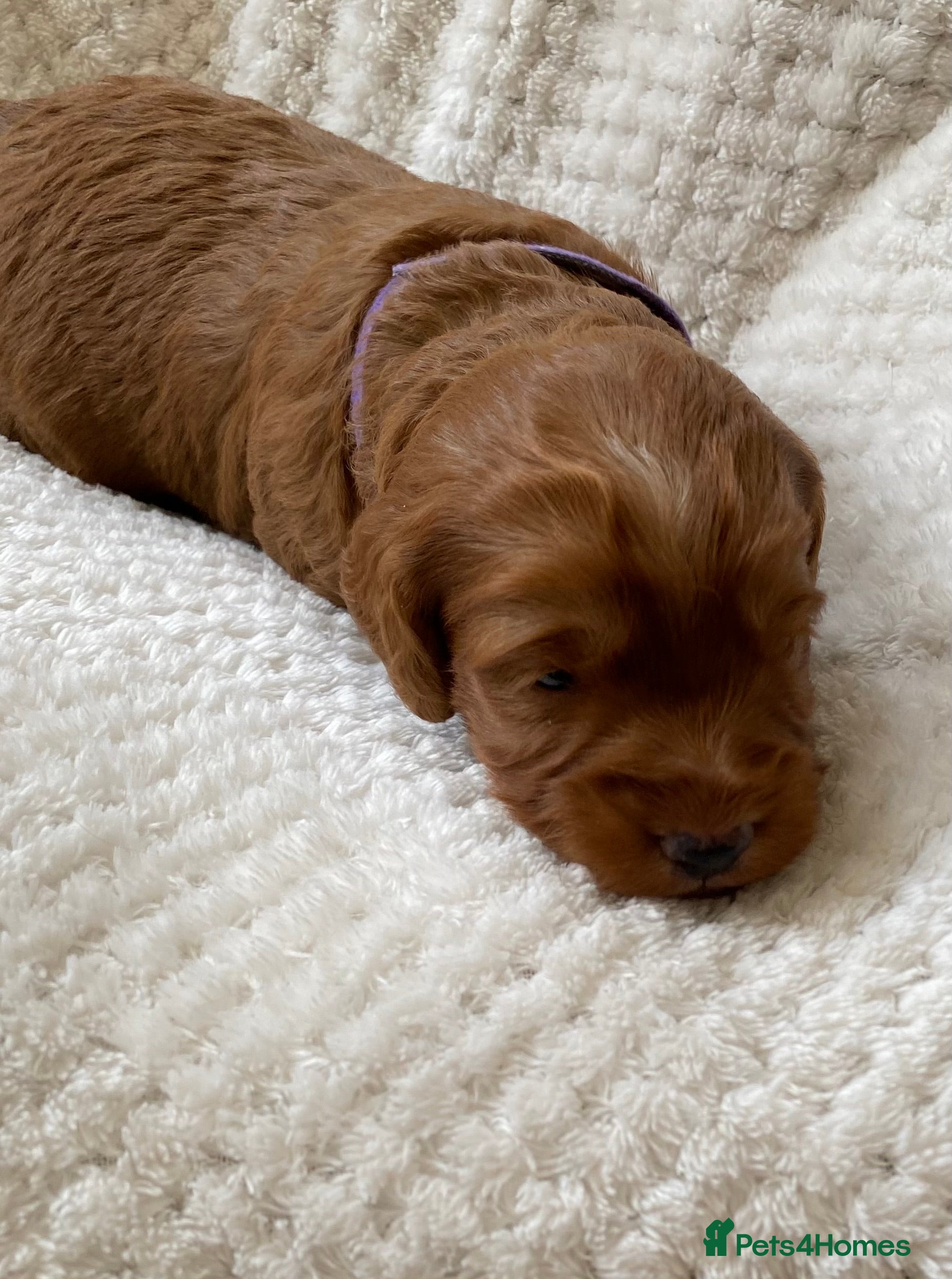 Cockapoo dogs 6 Gorgeous Dark Red F1 Cockapoo puppies - Advert 2