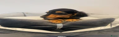 Miniature Dachshund 4