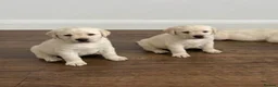 Labrador Retriever dogs for sale: Labrador Puppies  - Advert 8