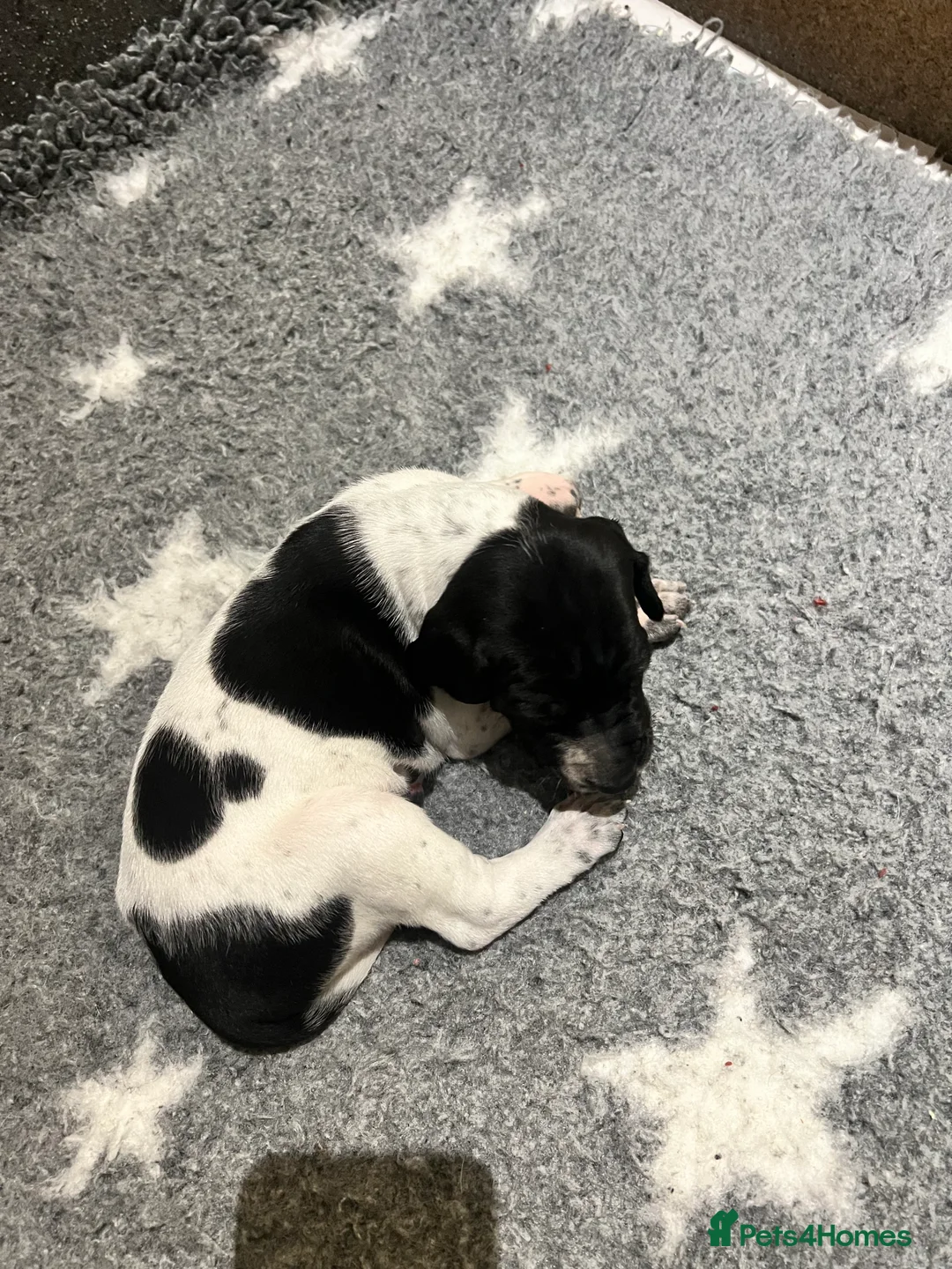 Pointer dogs for sale: Beautiful Pointer puppies  - Advert 12