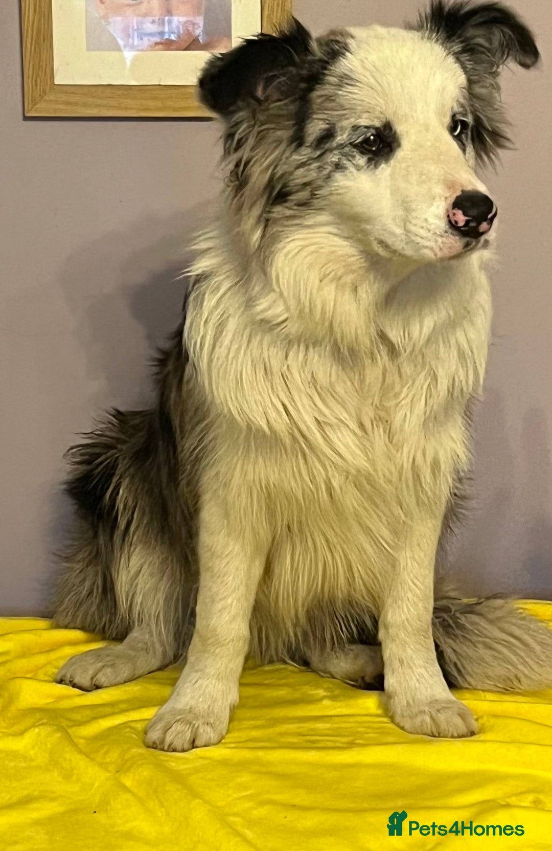 Border Collie dogs for sale: Beautiful Male Border Collie  - Image 2