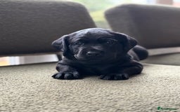 Labrador Retriever dogs for sale: 2 KC Black Lab Male Pups - Image 1