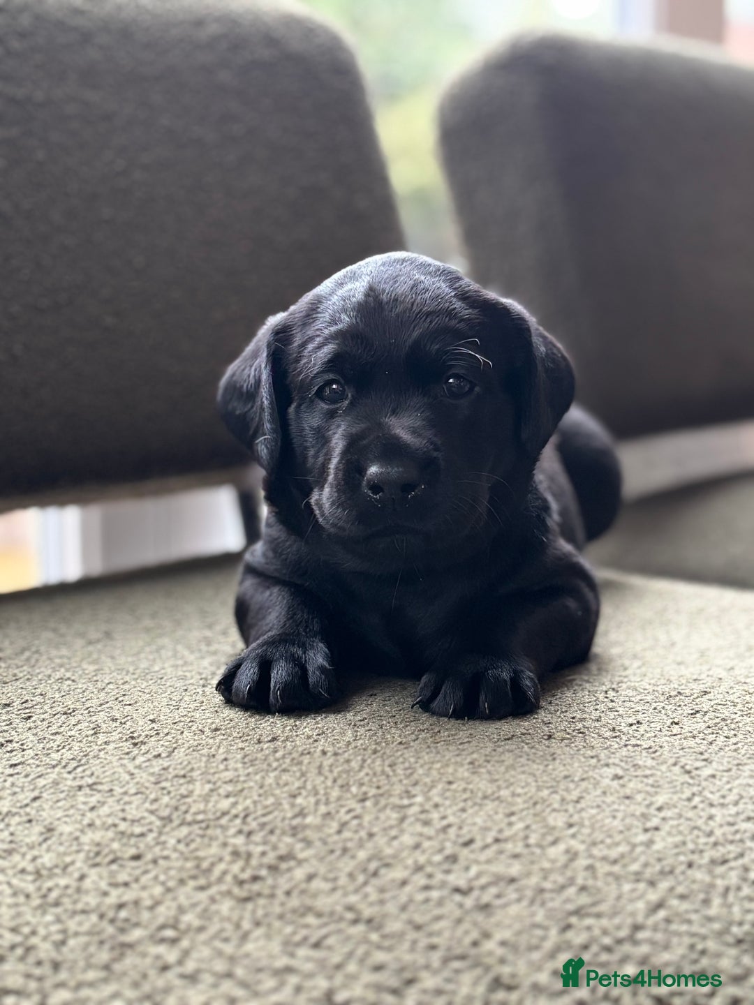 Labrador Retriever dogs for sale: 2 KC Black Lab Male Pups - Image 1
