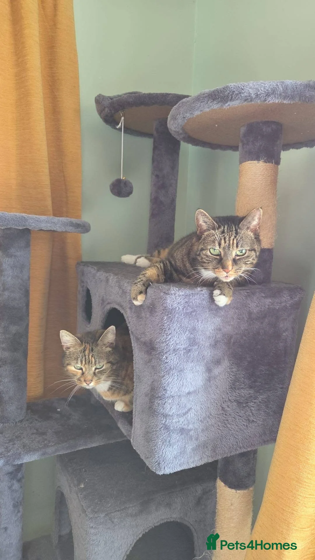 Mixed Breed cats for adoption: ❤️🐱 CLEO – A Gentle Tortoiseshell Lady in Burton-on-Trent - Advert 5