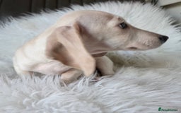 Miniature Dachshund dogs for sale: REDUCED LITTER KC REG mini Daxi  - Advert 7