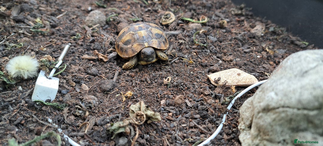 Tortoise reptiles for sale: 2025 Home Hatched Hermanns Tortoises For Sale - Image 5