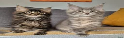 Maine Coon cats for sale: Maine coon kittens  - Advert 6
