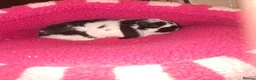 Mini Lop rabbits for sale: 2 gorgeous baby bunnies for sale - Advert 2